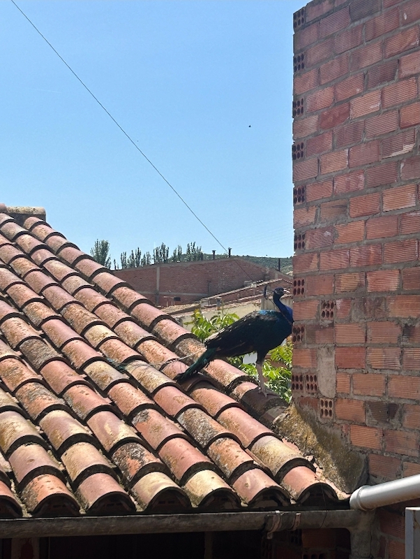 Apareix un pavo reial als terrats de Torrent de Cinca