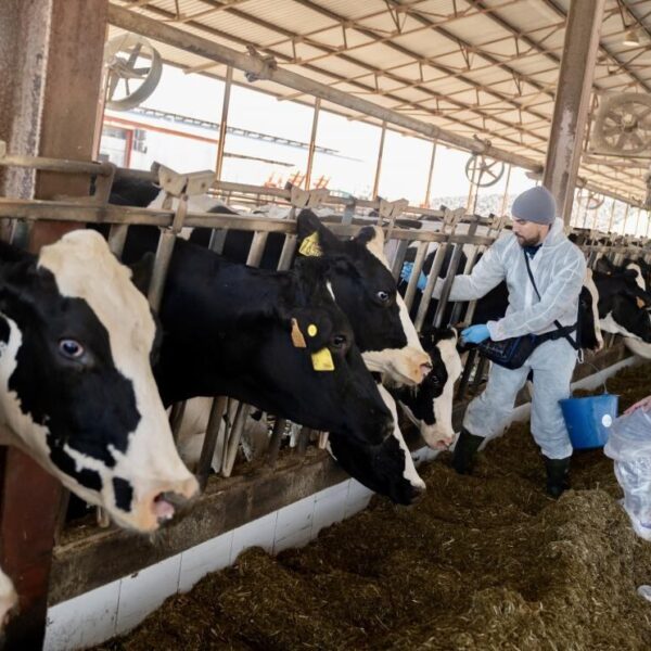 La vacunació contra la dermatosi nodular contagiosa comença a Tamarit de Llitera