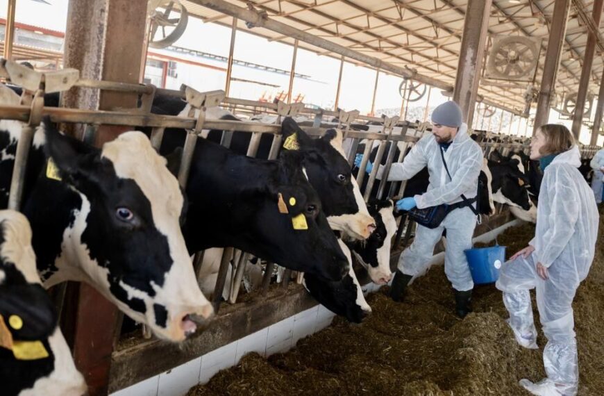 La vacunació contra la dermatosi nodular contagiosa comença a Tamarit de Llitera