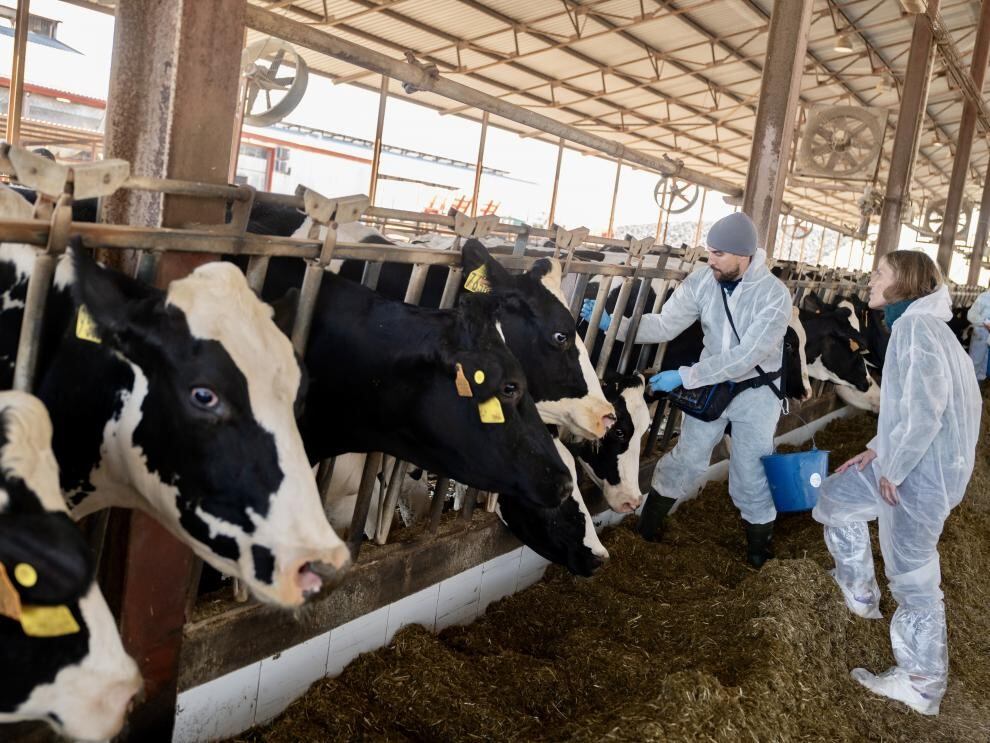 La vacunació contra la dermatosi nodular contagiosa comença a Tamarit de Llitera