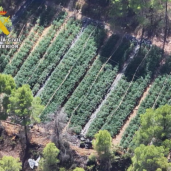 Desmantellen una plantació en més de 2.000 plantes de marihuana a Arenys de Lledó