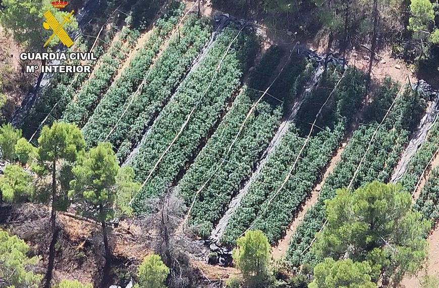 Desmantellen una plantació en més de 2.000 plantes de marihuana a Arenys de Lledó
